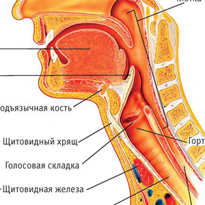 Gortan2